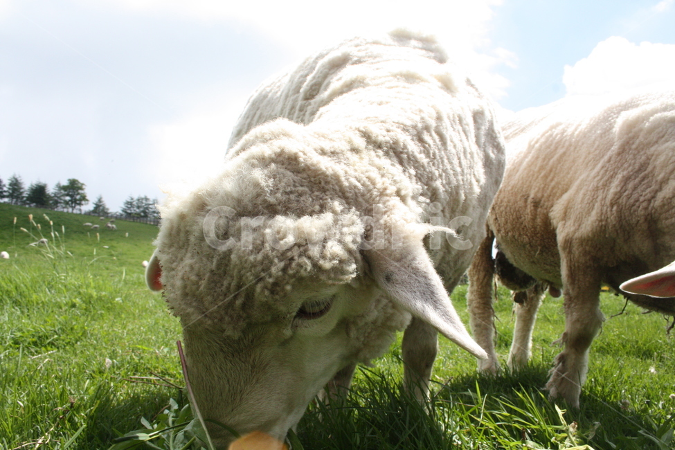 sheep,양,양때목장,숲,식물,잔디,갈대,목장,tree,나무,포유류,mammal