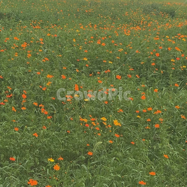 꽃,여름,식물,자연,flowers