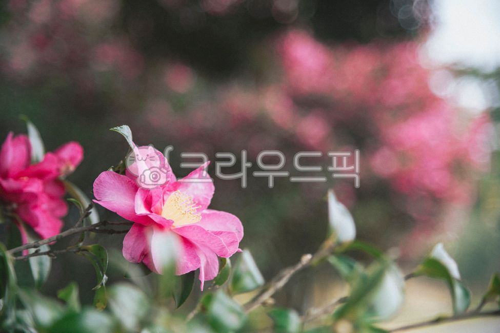 winter flowers,Camellia,blossom,tree,flower,camellia tree,petal,outdoors,camellia flower,plant,camellia