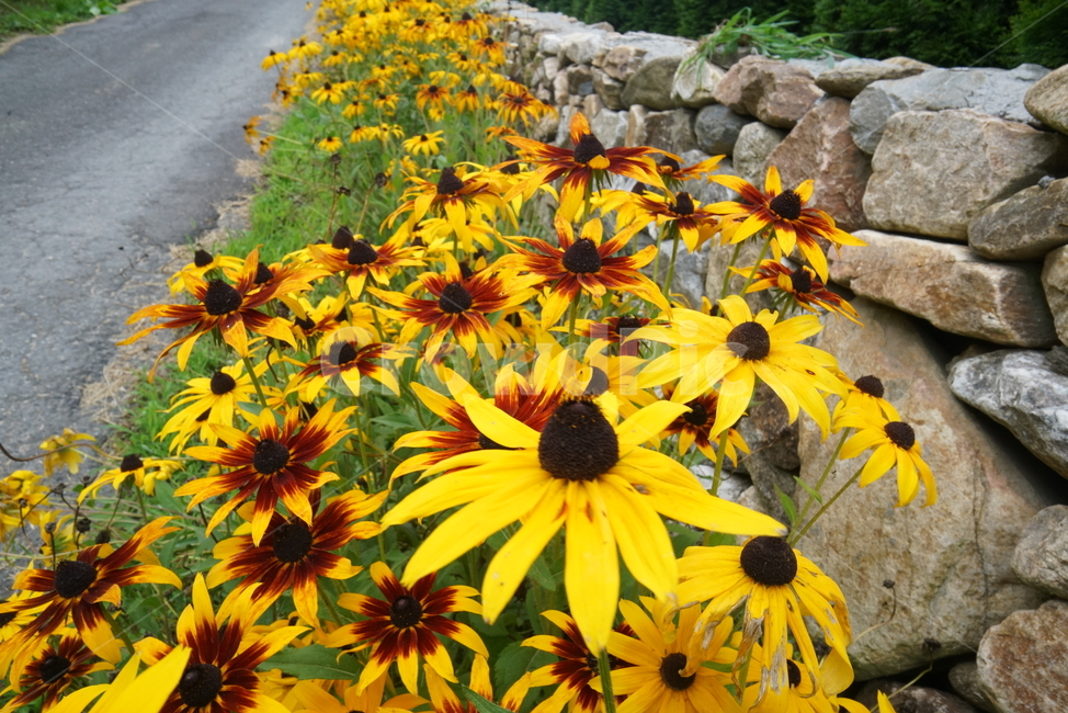 루드베키아,천인국,금계국,coneflower,국화과,식물,삼잎국화,초롱꽃목,초화류