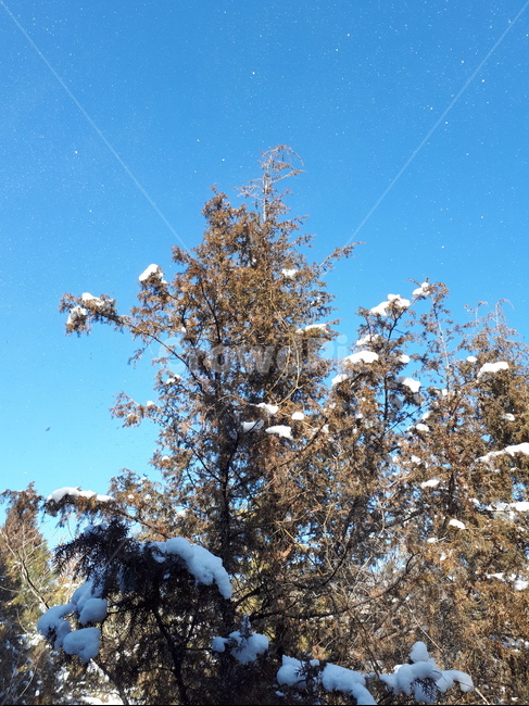 숲,겨울,눈,영천,측백나무,나무,겨울,계절,winter,season,자연,풍경,nature,landscape,식물,plants,나무,trees,wood,tree,plant,fir,전나무
