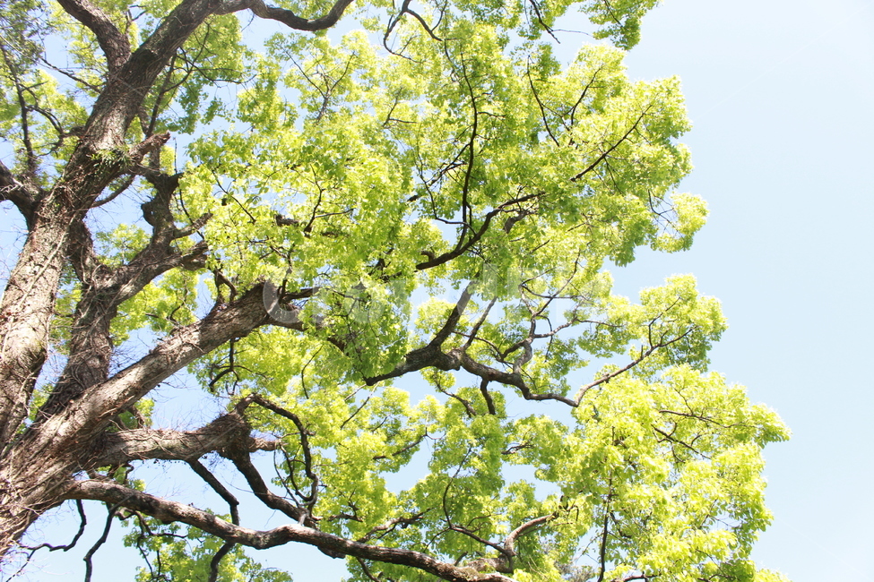 나무,tree,plant,식물,하늘,봄,식물,자연,plants,nature,나무,trees,wood