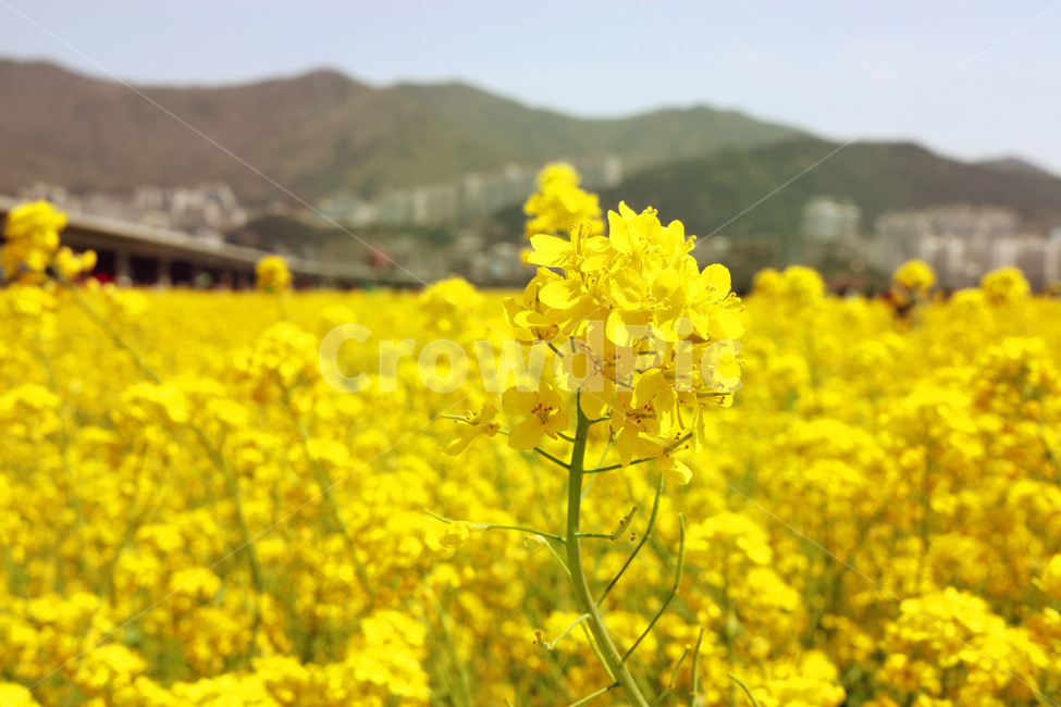 유채꽃,봄,꽃,노랑,꽃밭