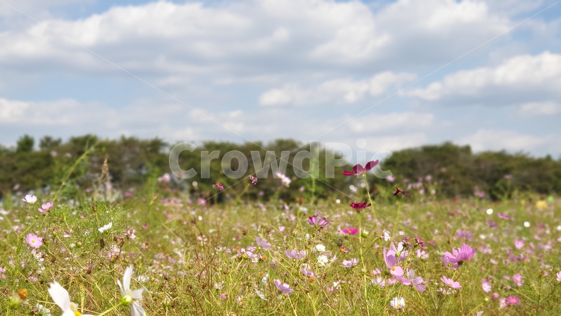 코스모스,가을,풍경,자연,공원,꽃,들,outdoors,countryside