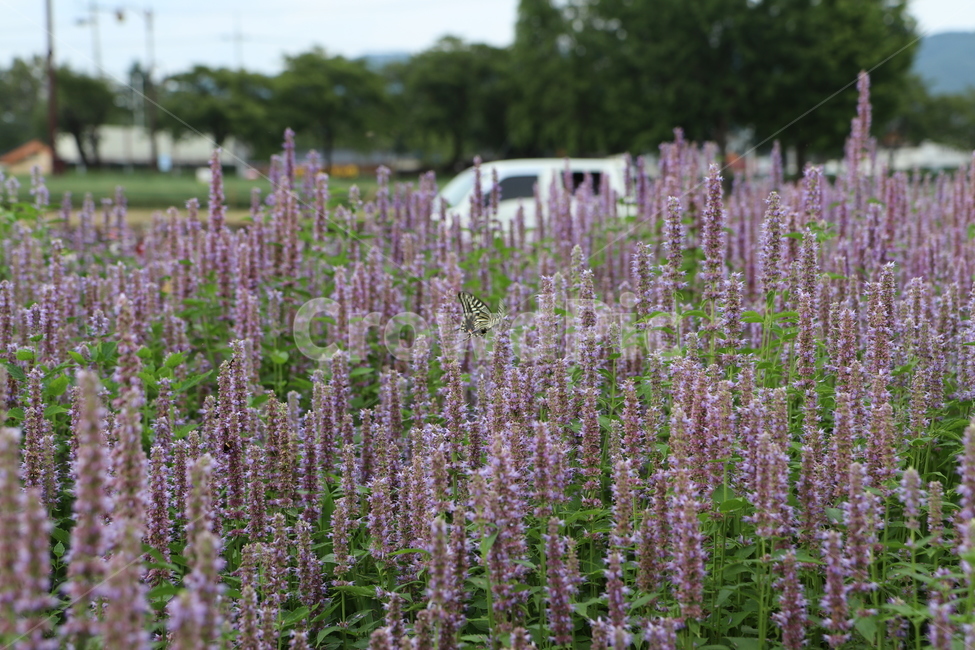 배초향,꽃,나비,보라색,개화,자연,풍경,nature,landscape,식물,plants,꽃,flower,plant,lupin,이리 같은,blossom