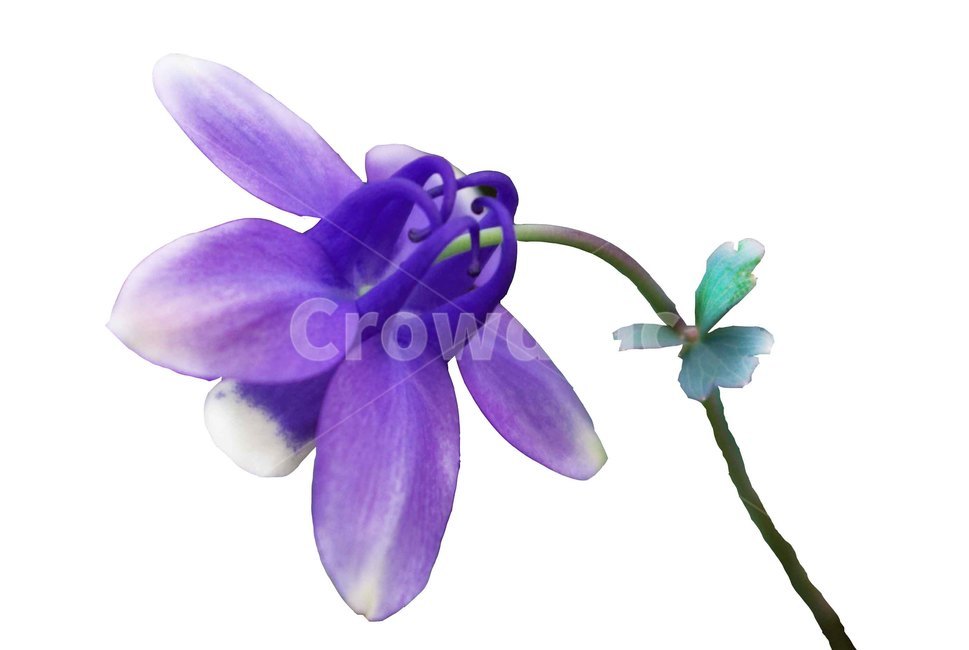 식물,flower,꽃,백두산매발톱,plant