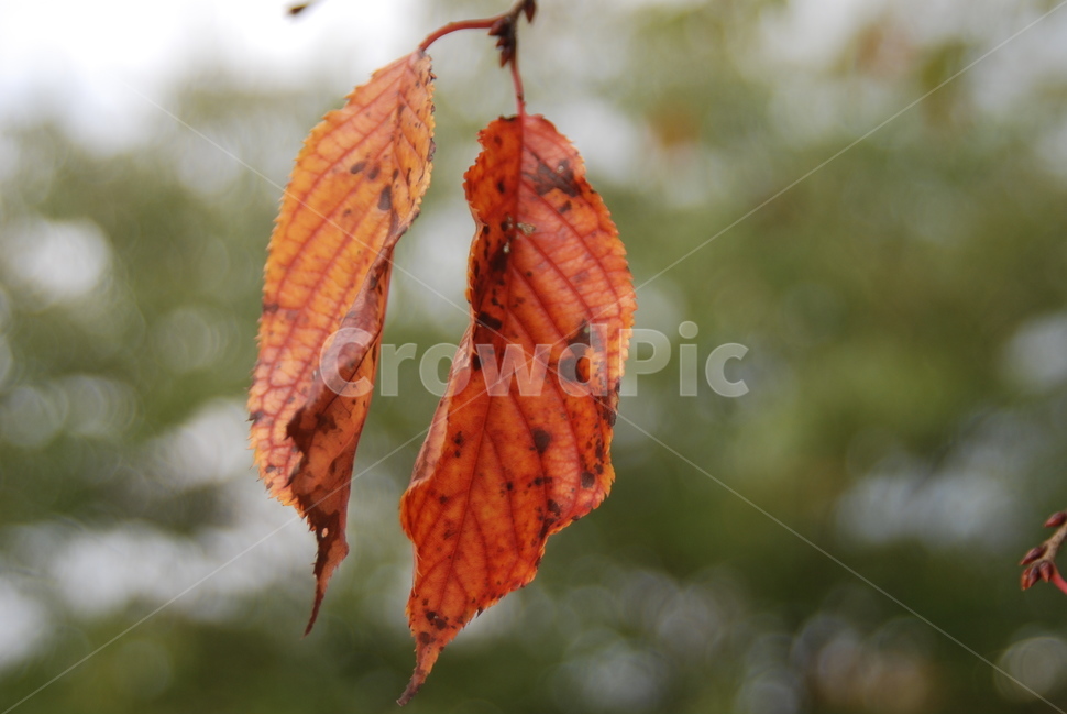 잎사귀,두개,가을,식물,나뭇잎,가을,계절,fall,autumn,season,veins,정맥,animal,동물,invertebrate,무척추 동물,insect,곤충