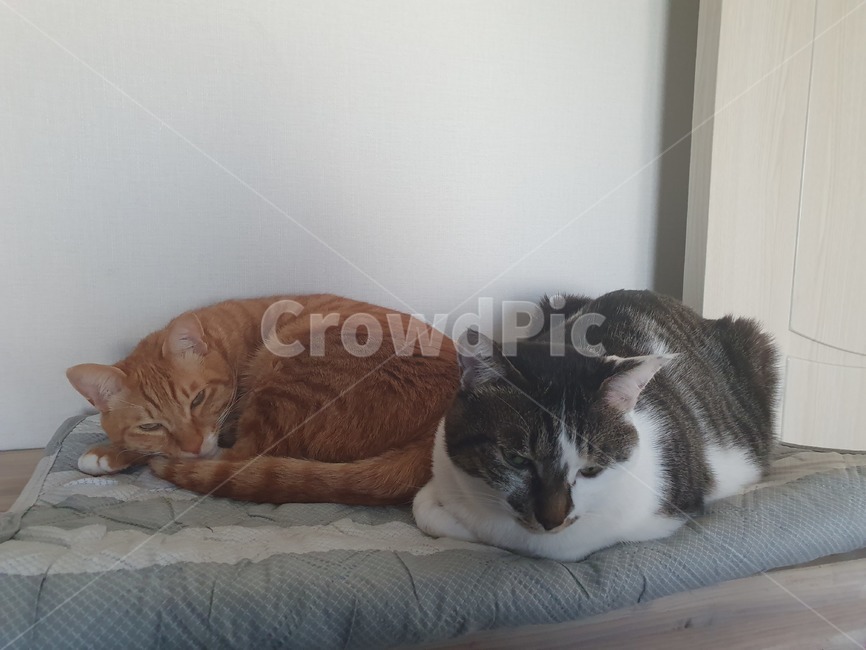 고양이,낮잠,휴식,cat,반려묘,광합성,animal,포유류,mammal,pet,애완동물