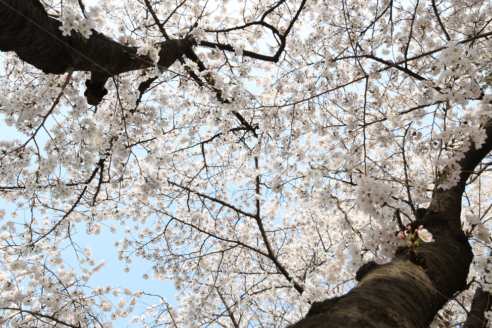 벚꽃,봄꽃,꽃,꽃무리,하늘,봄,계절,spring,season,식물,자연,plants,nature,꽃,flower,나무,trees,wood,plant,blossom,cherry blossom
