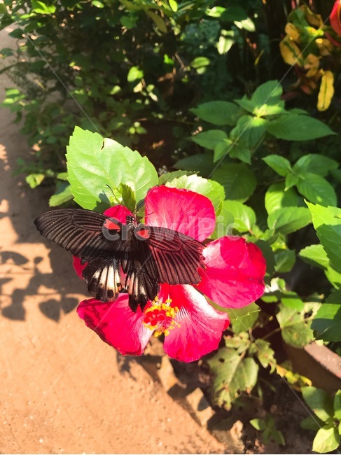 나비,꽃,공원,곤충,숲,자연,butterfly,insect,park,forest,woods,nature,식물,자연,plants,nature,동물,animal,곤충,벌레,insect,bug