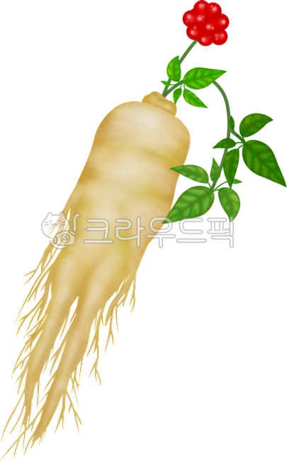 Ginseng,ginseng root,ginseng fruit,body tonic,Boknal,energy,medicinal herb