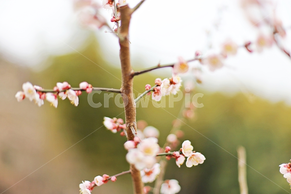 하동,hadong,매화,매화축제,매화꽃,꽃,flower,봄,계절,spring,season,식물,자연,plants,nature,꽃,flower,plant