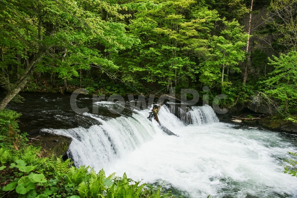 해외,일본,홋카이도,북해도,샤리,사쿠라노타키,폭포,연어,계곡,자연,풍경,nature,landscape,해외,외국,세계,foreign,oversea,world,water,물,outdoors,옥외,river,강,waterfall
