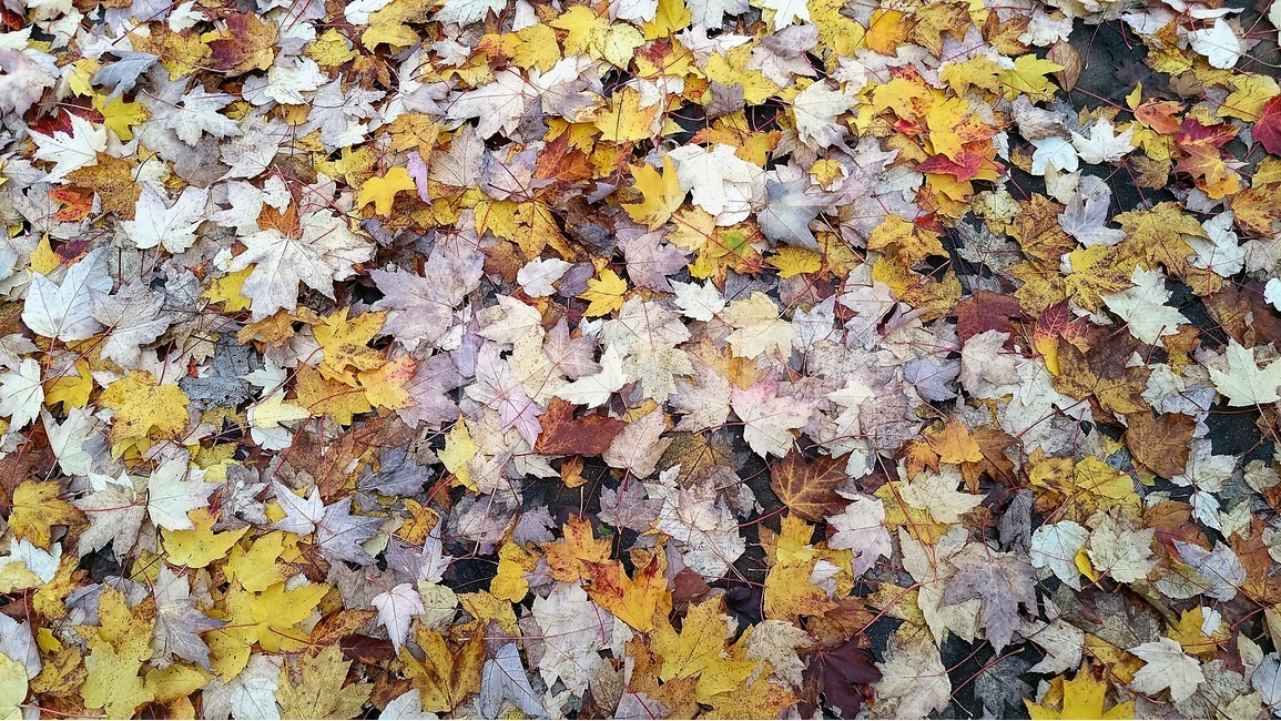 낙옆,가을,자연,감성,노랑,가을,계절,fall,autumn,season,leaf,잎,plant,식물,tree,나무,maple,단풍