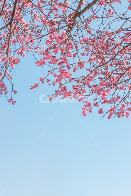 봉은사,봄,꽃,매화,매화꽃,홍매화,나무,자연,하늘,핑크,분홍,식물,spring,flower,nature,landscape,scenery,emotions,plants,pink,sky,봄,계절,spring,season,자연,풍경,nature,landscape,plant,blossom