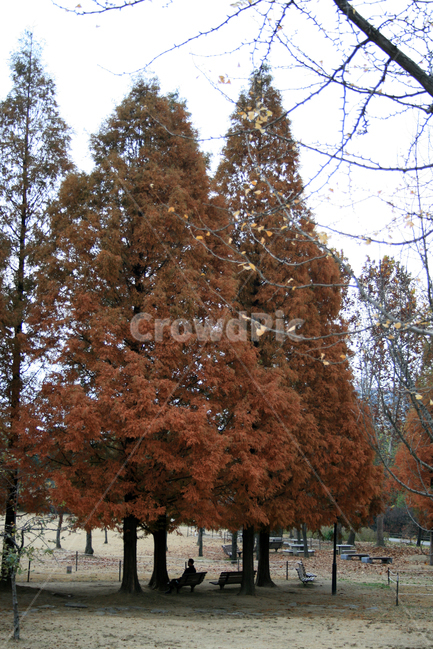 메타세콰이어,낙우송,가을,나뭇잎,단풍,나무,식물,plants,nature,가을,계절,fall,autumn,season,식물,자연,plants,nature,나무,trees,wood,tree,plant,furniture,가구,bench,벤치