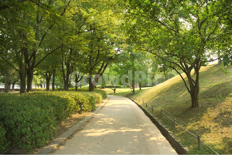 공원,산책,길,여름,숲,자연,풍경,nature,landscape,road,도로
