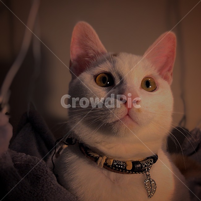 터키시앙고라,고양이,반려묘,애완묘,애완동물,동물,animal,포유류,mammal,고양이,cat,kitten,kitty