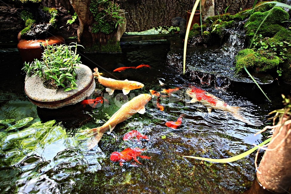 연못,비단잉어,물고기,잉어,관상어,동물,animal,어류,물고기,fish
