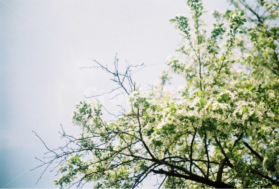 꽃,나무,감성,식물,자연,봄,자연,풍경,nature,landscape,식물,plants,꽃,flower