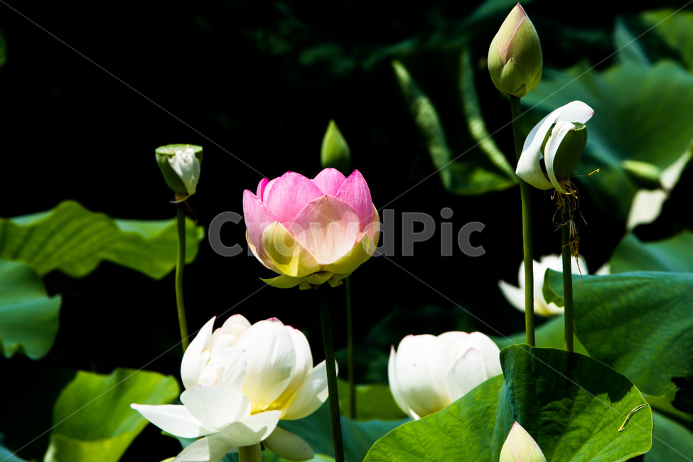 연꽃,연잎,문양,무늬,감성,식물,자연,plants,nature,꽃,flower