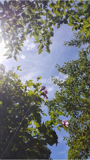 햇살,여름,산,하트,맑음,하늘,힐링,휴식,자연,풍경,nature,landscape,light,빛,flare,플레어
