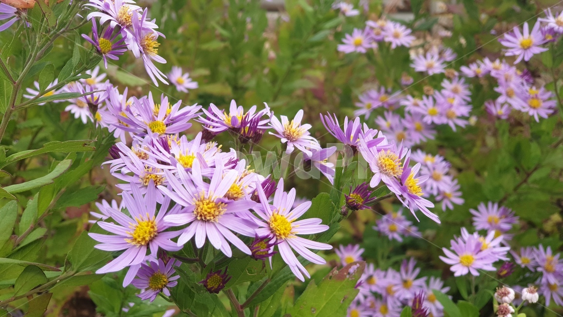 꽃,식물,flower,blossom,plant,식물,자연,plants,nature,꽃,flower