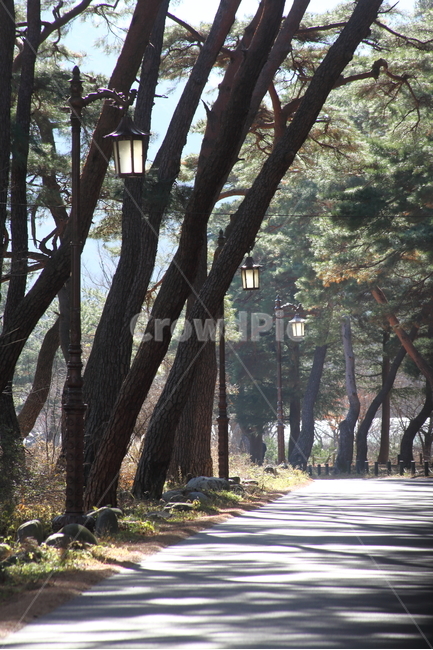 소나무,가로등,tree,streetlight,streetlamp
