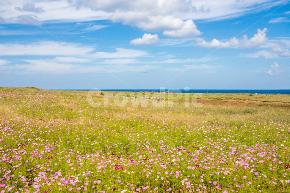 코스모스,꽃,하늘,가파도,풍경,가을,계절,fall,autumn,season,자연,풍경,nature,landscape,outdoors,옥외,grassland,목초지,field,들,farm,농장,rural,농촌,meadow