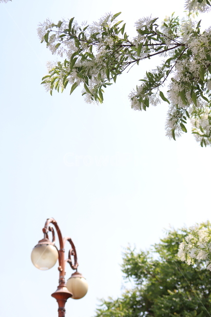가로등,꽃,나무,잎,blue,white,green,식물,leaf,tree,plant,flower