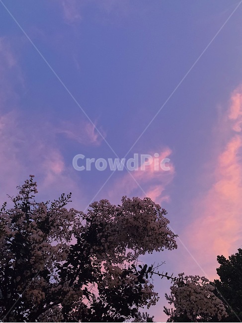 꽃,나무,봄,해질녘,하늘,꽃나무,파스텔,자연,sky,flower,dusk