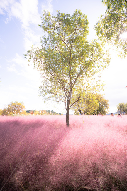 핑크뮬리,자연,식물,나무,풍경,landscape,plants,nature,구름,하늘,배경화면,가을,계절,fall,autumn,season,자연,풍경,nature,landscape,tree,plant
