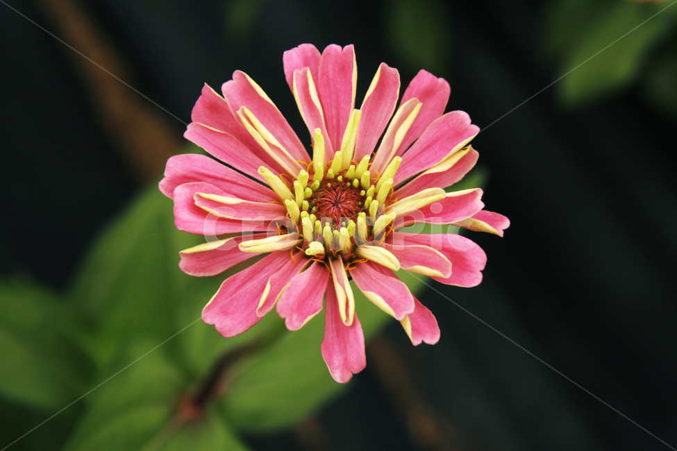 천일홍,꽃,여름,식물,분홍,식물,자연,plants,nature,꽃,flower