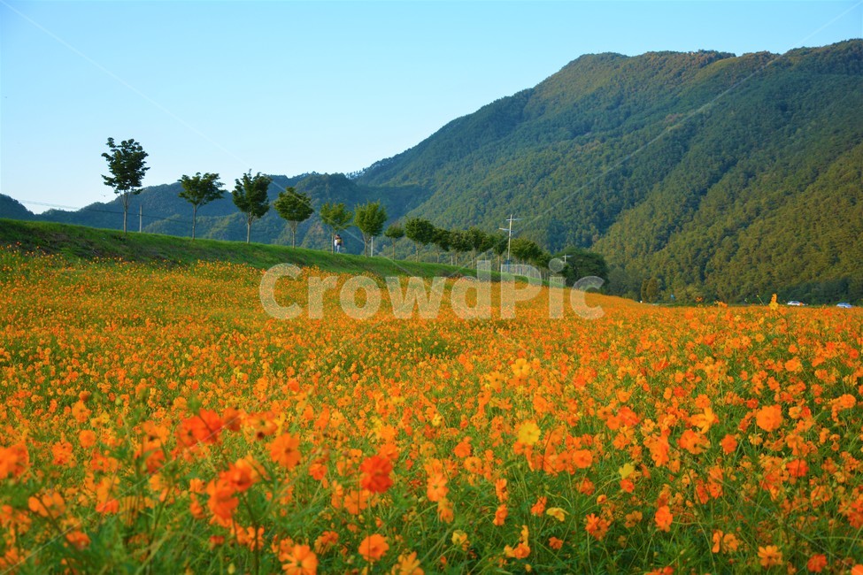 산,나무,꽃,들녘,하늘,정원,들판,flower,sky,tree,가을,계절,fall,autumn,season,자연,풍경,nature,landscape,한국자연풍경,한국자연경관,korea nature landscape,field,들,grassland,목초지,outdoors,옥외