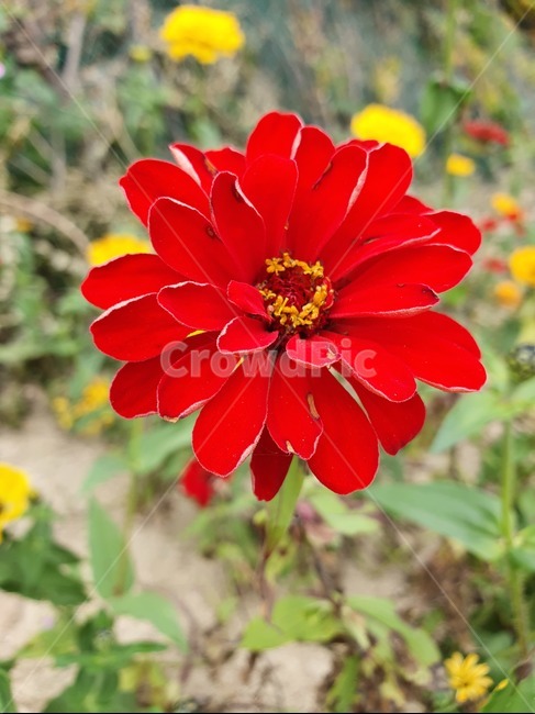 꽃,자연,식물,백일홍,flower,식물,자연,plants,nature,꽃,flower