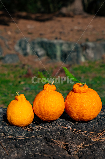 fruit,Orange,tangerines,house tangerines,Cheonhyehyang,ingredients,hallabong,mandarin,citrus fruits,Red scent,Fruit,nature,Hallabong,food,vitamin,citrusfruit,orange,plant,fresh,Jeju tangerines
