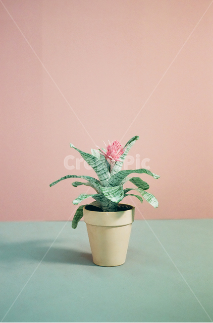 꽃,핑크,나무,화분,식물,식물,자연,plants,nature,꽃,flower,색깔,색상,색채,색감,color sense,color sensitivity,feeling of color