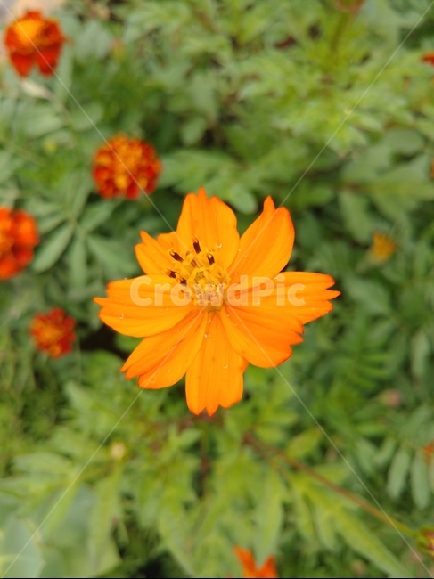 10월,꽃,자연,계절,산책,식물,자연,plants,nature,꽃,flower