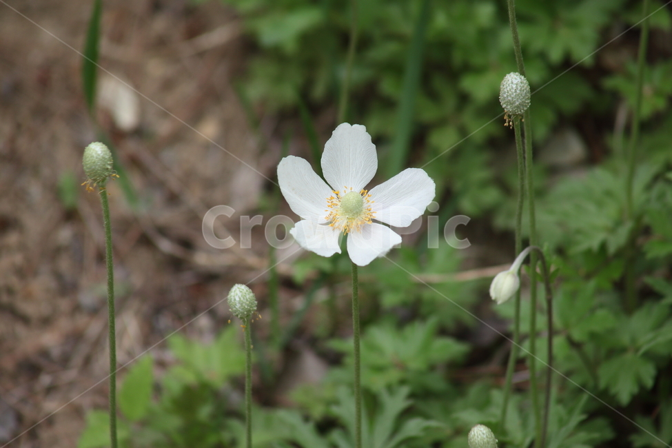 바람꽃,홀아비바람꽃,꽃,봄,anemone