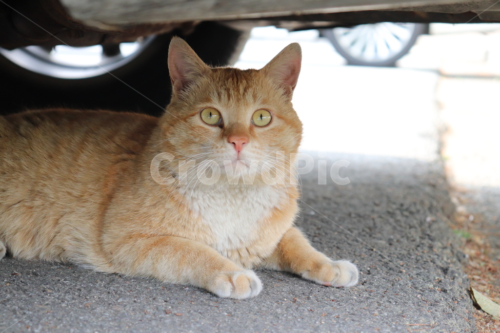cat,고양이,동물,animal,길냥이,pet,동물,animal,포유류,mammal,고양이,cat,kitten,kitty