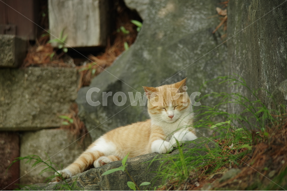 고양이,길냥이,동물,스냅,길거리,냥이,cat,animal,photography,photo,줄무늬,태비,배경사진,코숏,코리안숏헤어,동물,animal,포유류,mammal,고양이,cat,kitten,kitty