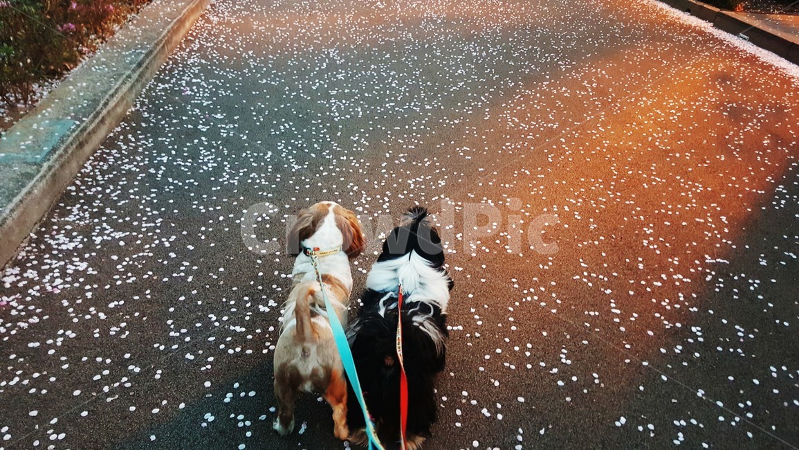 pet,animal,동물,dog,개,시츄,블랙시츄