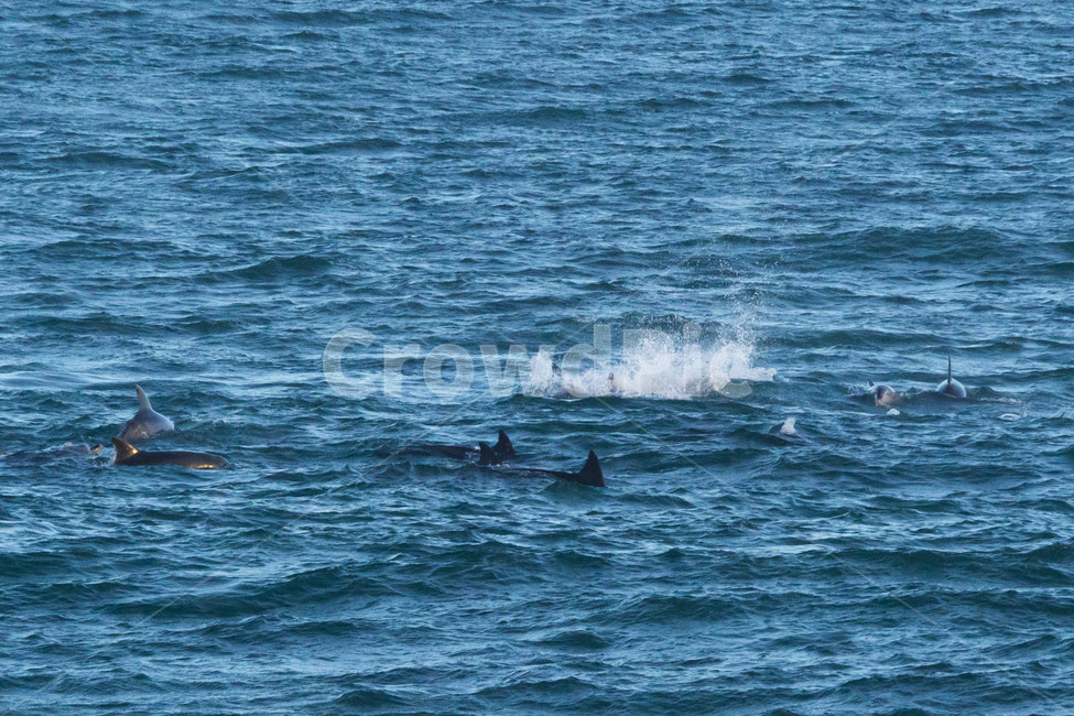 제주도,제주,자연,서귀포,돌고래,동물,바다,동물,animal,포유류,mammal
