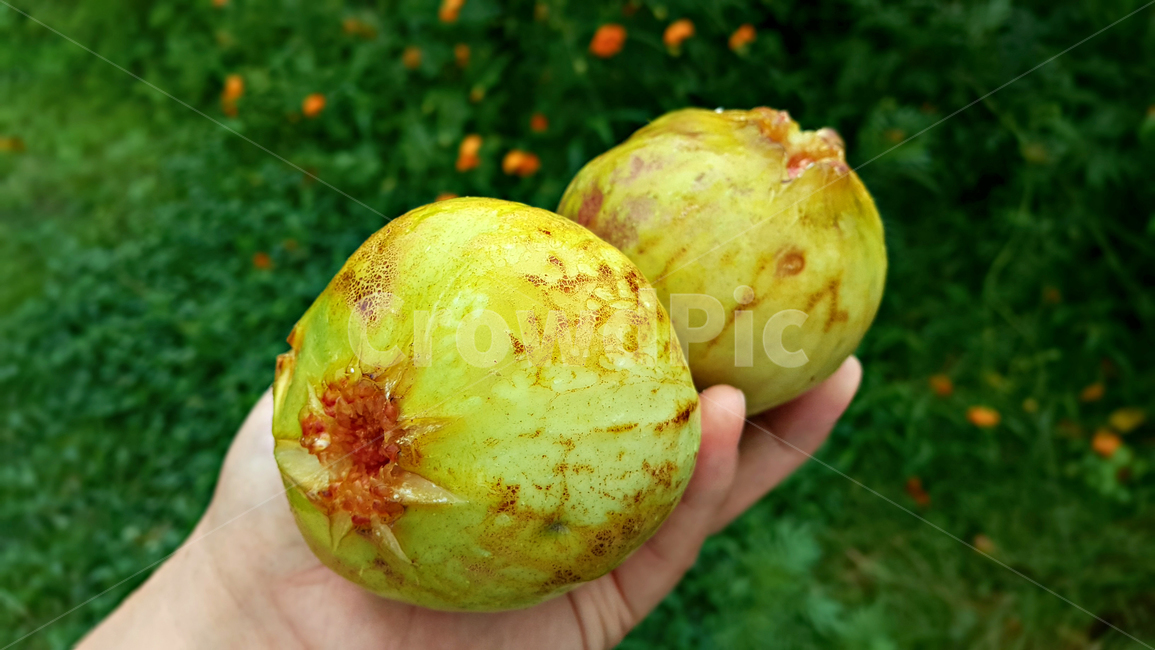 무화과,plant,식물,fruit,과일,food,음식