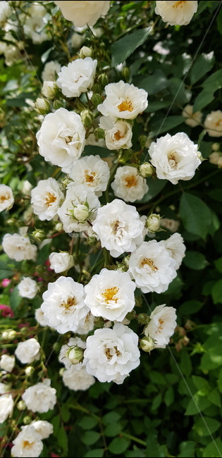 장미,꽃,자연,식물,풀,들풀,들꽃,야생화,plants,nature,flower,배경,분홍,봄,여름,감성,흰장미,미니장미,흰색,white