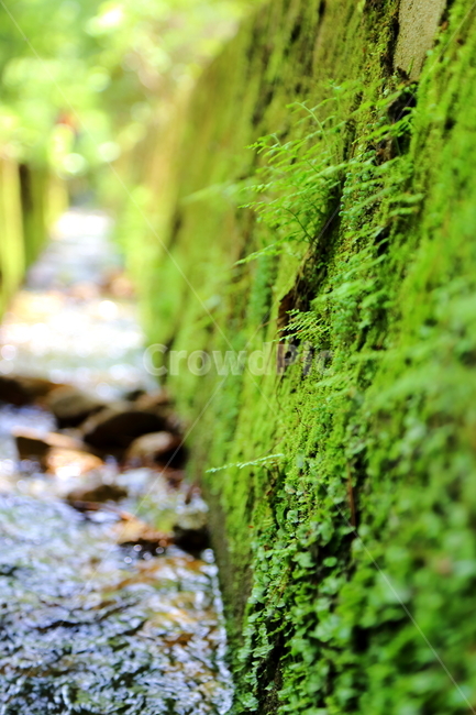 물,수로,시원함,water,나무,물길,이끼,초록색,맑은,따뜻함,감성,식물,자연,plants,nature