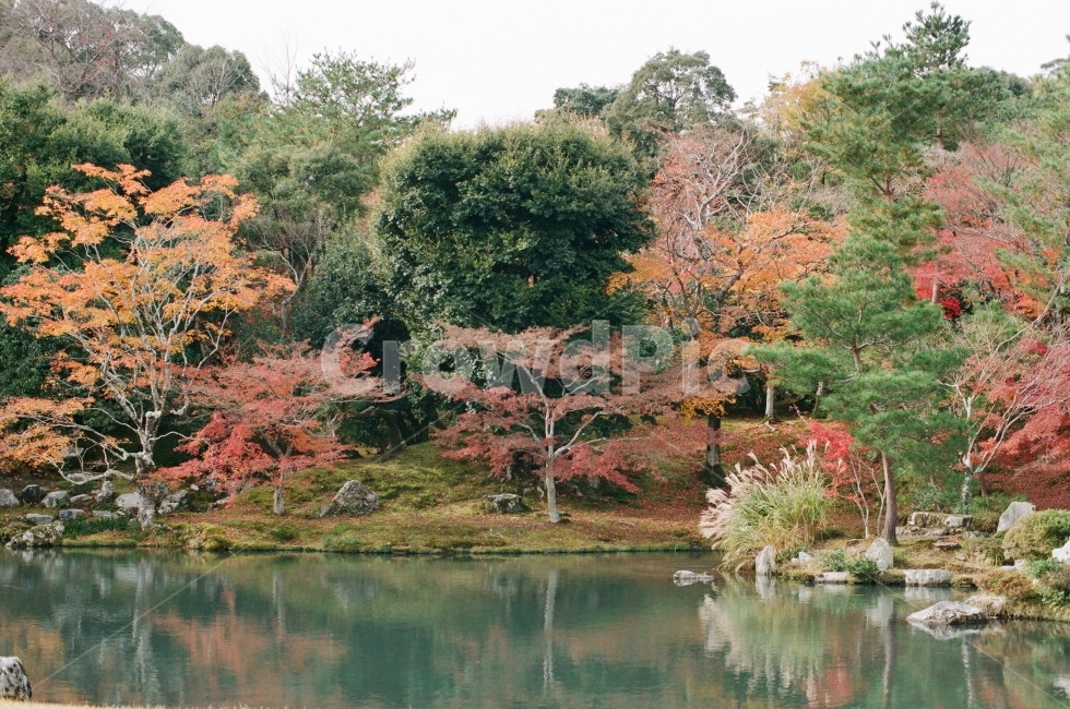 가을,정원,필름사진,연못,나무,숲,가을,계절,fall,autumn,season,자연,풍경,nature,landscape,감성,sensible,feeling,tree,plant,식물,water,물