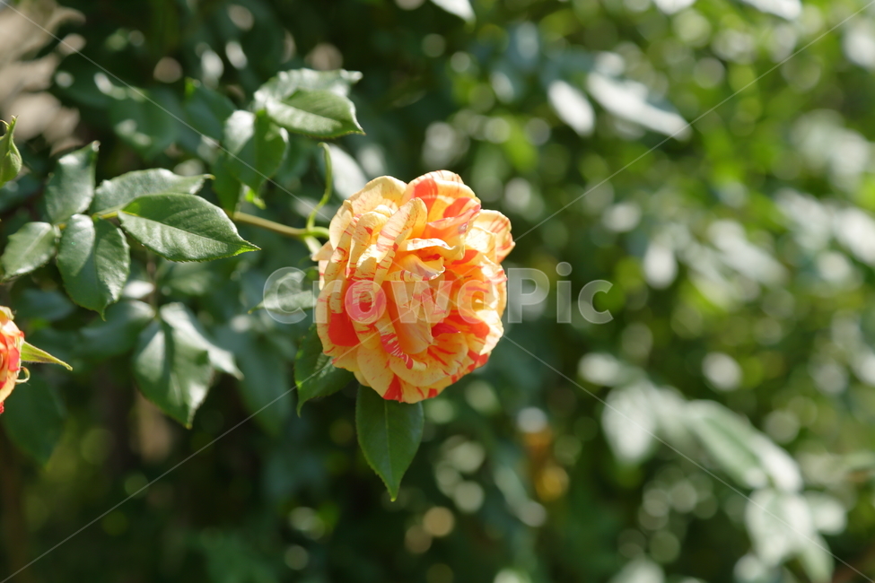장미,장미꽃,노란장미,flower,rose,5월,6월,꽃