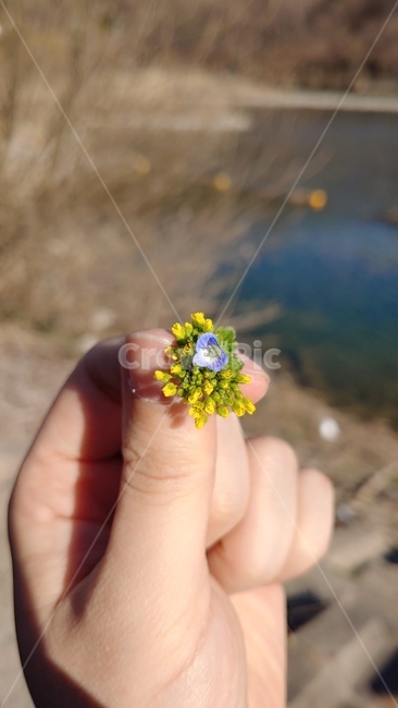 들꽃,강변,사람,손가락,finger,자연,꽃
