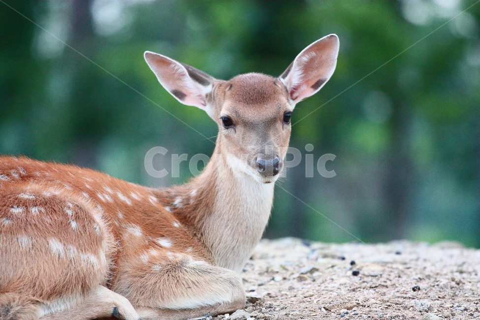 사슴,동물,공원,응시,아기사슴,동물,animal,포유류,mammal